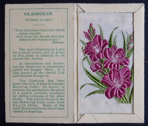 Gladiolus 2nd series rare - gladiolus,