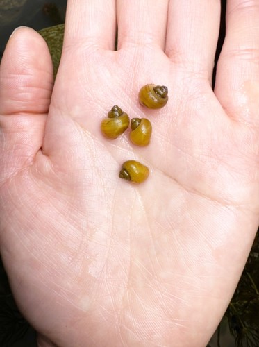 Chestnut mystery snails - chestnut, pea