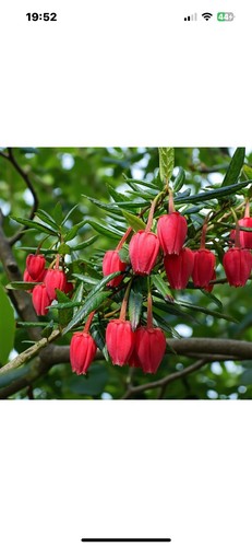 Crinodendron large plants 2 - crinodendron,