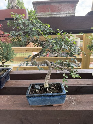 Chinese elm bonsai - chinese, tree