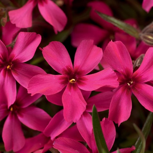 Phlox subulata scarlet flame - scarlet,