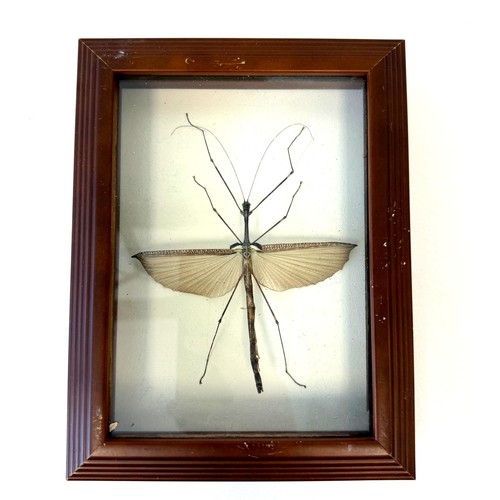 Framed preserved real stick - framed,