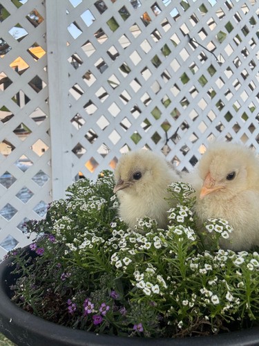 Bearded silkie fertile - bearded,