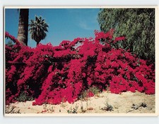 Postcard Bougainvillea Flowers