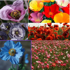 Poppy Papaver rhoeas flower seeds selection for planting Dwarf Tall Blue Grey