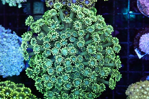 Green goniopora colony wysiwyg - green,