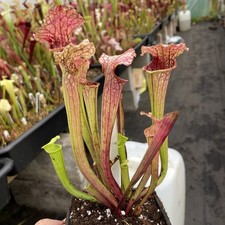 Sarracenia (oreophila x leucophylla) x self carnivorous pitcher plant