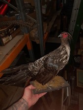 Exotic pheasant countyside art