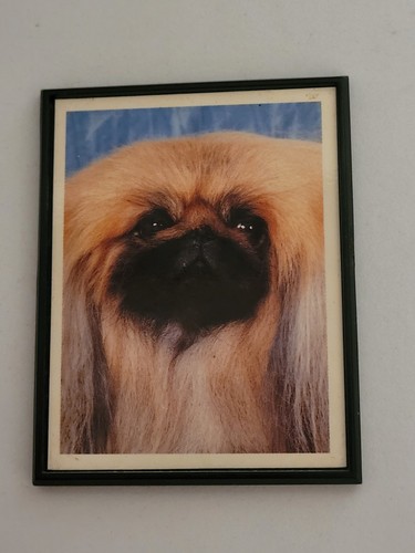 Pekingese dog collectable - pekingese,