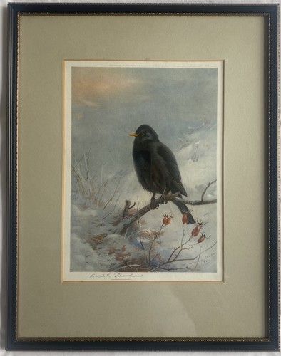 Archibald thorburn - archibald, (1860-1935)