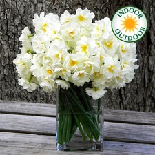 Narcissus Bridal Crown Indoor Outdoor Daffodil Spring Flowering Bulbs Plants