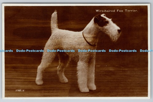 R768957 wire haired fox - haired,