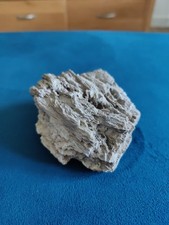 Fossilized Drift Wood