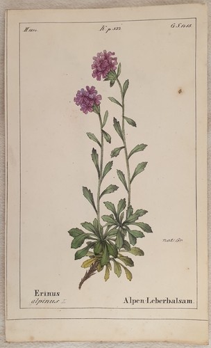 Erinus alpinus erino alpino - erinus,