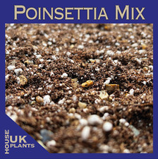 POINSETTIA Potting Soil Mix Draining Requirements Peat Free Christmas Compost UK