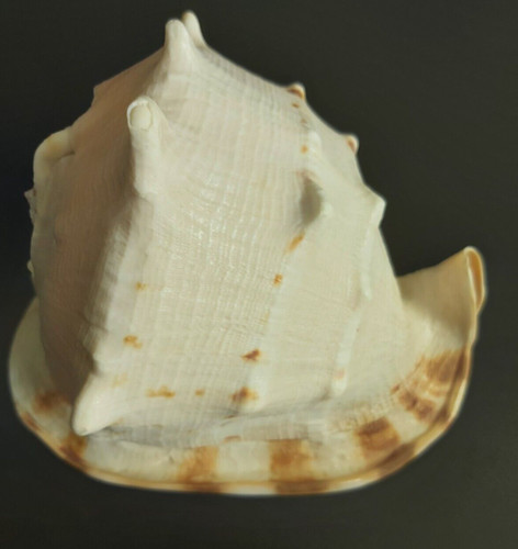 Giant vintage sea - shell, cassis