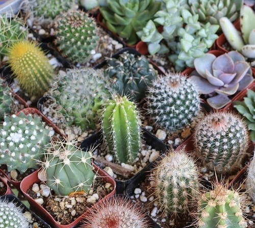 Mixed cactus seeds mix - ,,