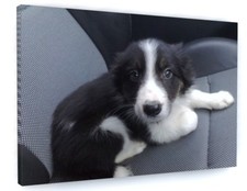 BORDER COLLIE PUPPY ANIMAL