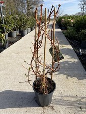 Large climbing Hydrangea