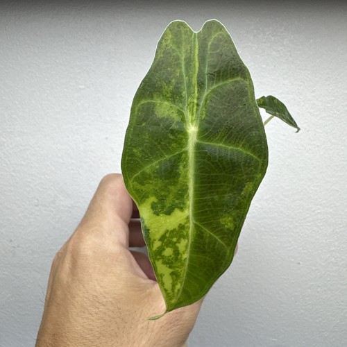Alocasia amazonica aurea - amazonica,