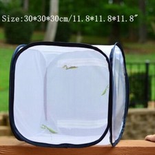 Mantis Stick Small Insect