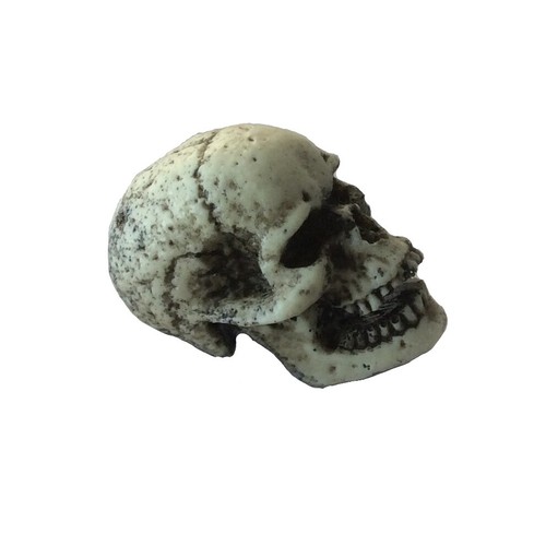 Skull motorcyle skeleton - motorcyle,
