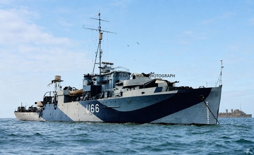 Royal navy black - navy, swan
