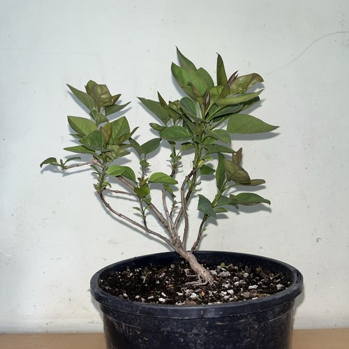 Purple lilac tree - purple, syringa