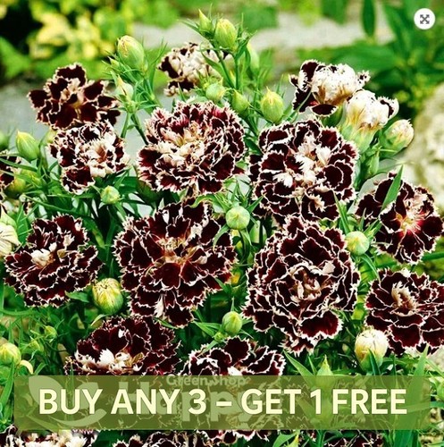 Carnation 100 seeds - 100,