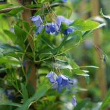Climbing Plants, Australian