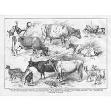 ISLINGTON The Dairy Show with breeds of Cattle and Goats - Antique Print 1888