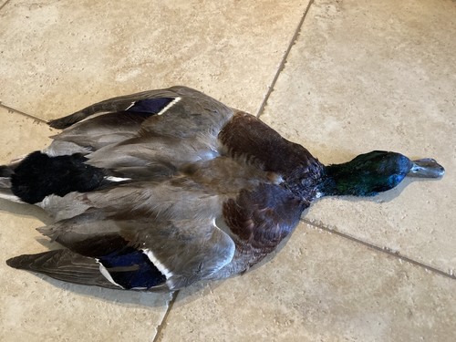 Drake mallard duck full - full, skin