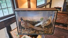 Antique Pair Of Pheasants Cased