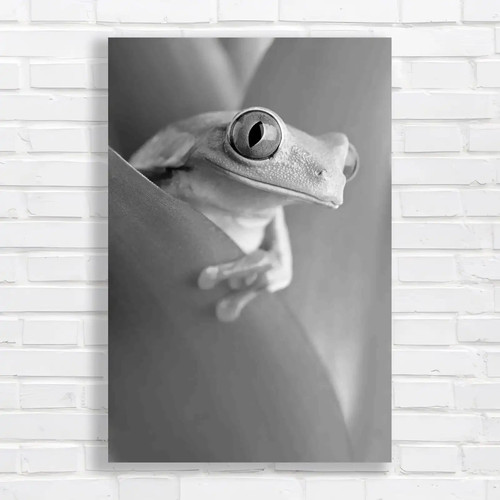 Eye frog closeup - eye,