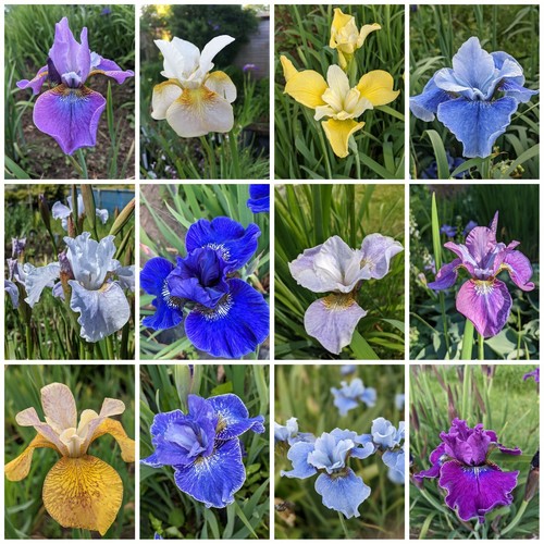 Iris sibirica seeds - iris,