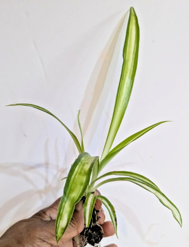 Spider plant hawaiian - spider,
