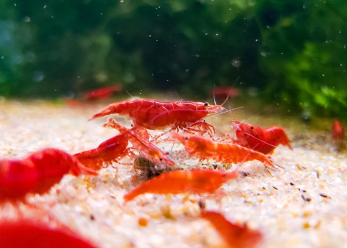 Red cherry shrimp colony - cherry, 10+