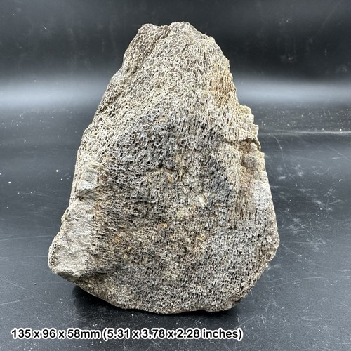 Hadrosaur dinosaur fossilised - dinosaur,