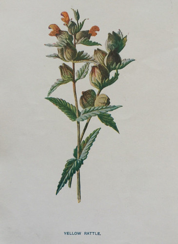 Antique print yellow rattle - antique,