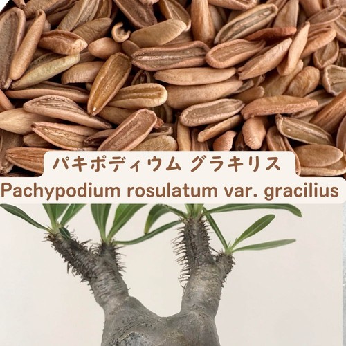 Pachypodium rosulatum var
