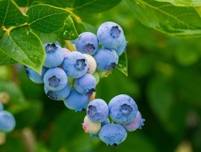 Blueberry Legacy Live Plant