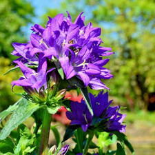 Campanula glomerata  'Superba'