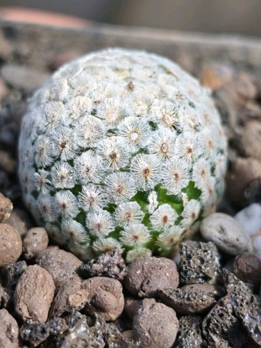 Mammillaria breviplumosa - mammillaria,