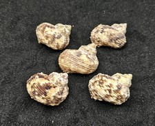 5 x (Large) Turbo Goldmouth Shells for Hermit Crabs Homes Natural Seashells