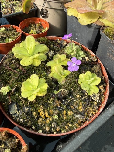 Multibuy pinguicula species - multibuy,
