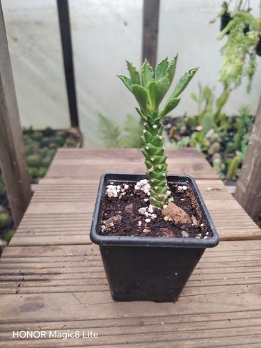 Euphorbia ritchie medusa head - ,