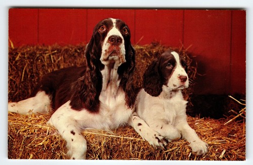 Springer spaniel mother and - springer,