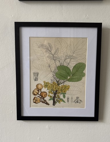Antique botanical flower - botanical,