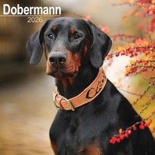 Dobermann Calendar 2026 - Dogs