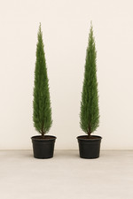 Italian cypress trees - italian,